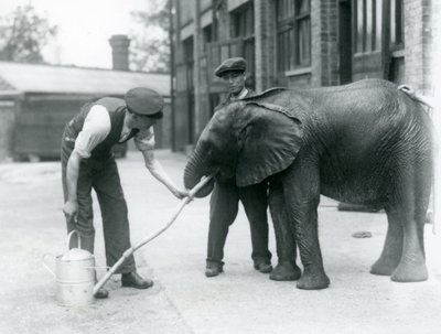 Keepers helping young male African Elephant Kiberenge to drink from a hose attached to a watering can, London Zoo, July 1924 by Frederick William Bond
