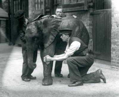 Keepers oiling the skin of young male African Elephant Kiberenge, London Zoo, July 1924 by Frederick William Bond