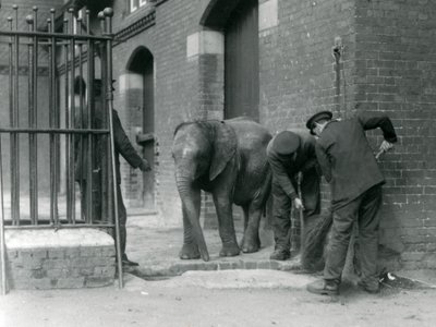 Keepers with Young Male African Elephant Kiberenge, London Zoo, 1924 by Frederick William Bond