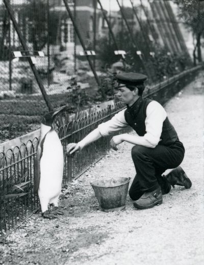 King Penguin, Being Given a Wash, by Keeper Harry Munro, with a Sponge at London Zoo May 1914. Munro was Killed in the First World War, Having Served in the Army, in Airships and on Anti-Submarine Patrol by Frederick William Bond