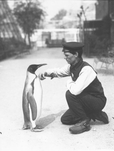 King Penguin, with Keeper Harry Munro, 1914 by Frederick William Bond
