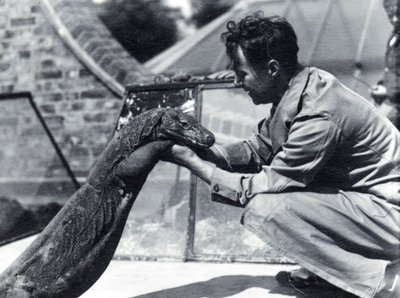 Komodo Dragon Sumbawa with Keeper H. Alec Budd, 1928 by Frederick William Bond
