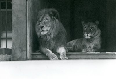 Lion and Lioness Kuja and Caroline at ZSL London Zoo by Frederick William Bond