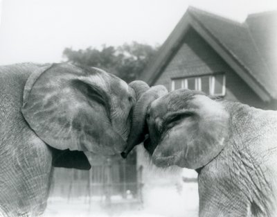Male African Elephant Kiberenge and Female African Elephant Hango Greet Each Other by Knotting Trunks at London Zoo, October 1927 by Frederick William Bond