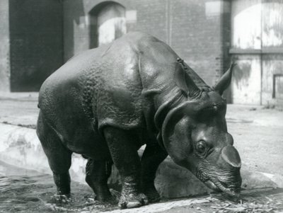 Male Indian Rhinoceros Felix Leaving His Pool at London Zoo in 1928 by Frederick William Bond