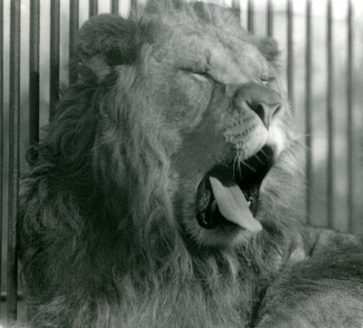 Male Lion, Abdullah, yawns in his enclosure at London Zoo in 1925 by Frederick William Bond