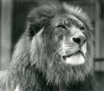 Male Lion Kuja at London Zoo in August 1924 by Frederick William Bond