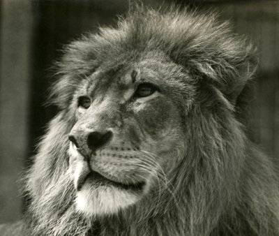 Male Lion Kuja at London Zoo in August 1924 by Frederick William Bond