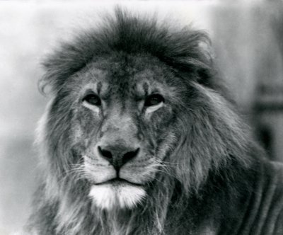 Male Lion Kuja at London Zoo in January 1925 by Frederick William Bond