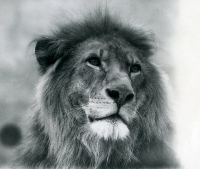 Male Lion Kuja at London Zoo in January 1925 by Frederick William Bond