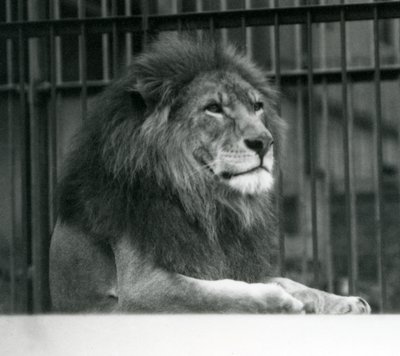 Male Lion 