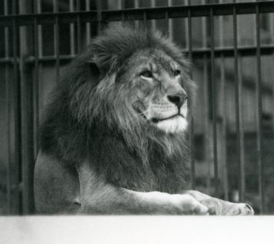 Male Lion Kuja lying down in his enclosure at London Zoo in January 1925 by Frederick William Bond