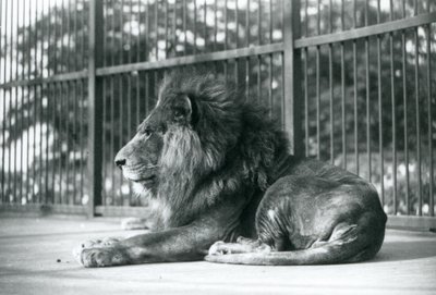 Male Lion Toto Lying in His Enclosure at London Zoo by Frederick William Bond