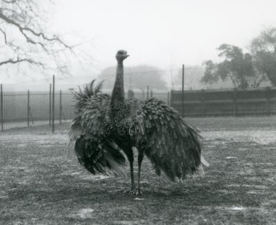 Male call display by a Greater Rhea, London Zoo by Frederick William Bond