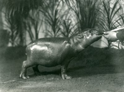 Percy, a Young Pygmy Hippopotamus Being Hand Fed at London Zoo, November 1923 by Frederick William Bond