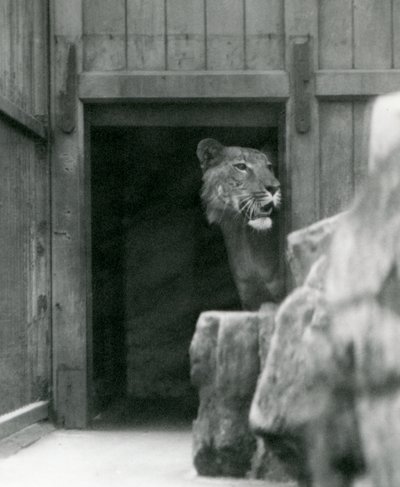 Ranji a Male Tigon, London Zoo by Frederick William Bond