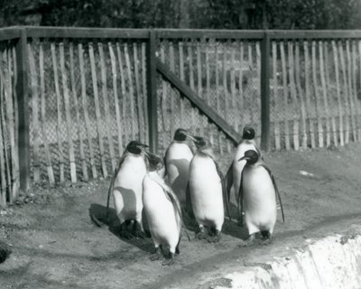 Six King Penguins Walking Beside Their Pool at London Zoo, 1927 by Frederick William Bond
