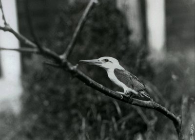 Stork-Billed Kingfisher Resting on a Branch, This Subspecies Is from the Sulu Archipelago in the Philippines, London Zoo by Frederick William Bond