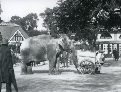 Syed Ali riding Indiarani behind a barrow, London Zoo, October 1925 by Frederick William Bond