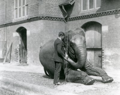 Syed Ali, training Indiarani in front of the Elephant House, London Zoo, August 1923 by Frederick William Bond