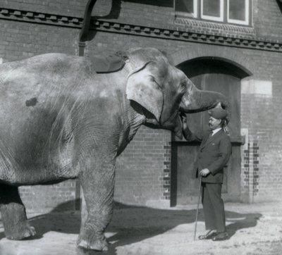 Syed Ali training Indiarani in front of the Elephant House, London Zoo, October 1925 by Frederick William Bond
