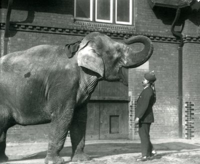 Syed Ali training Indiarani in front of the Elephant House, London Zoo, October 1925 by Frederick William Bond
