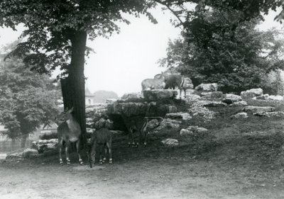 The Eland Antelope Paddock at London Zoo in 1924 by Frederick William Bond