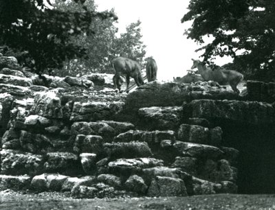 The Eland Antelope Paddock at London Zoo in June 1924 by Frederick William Bond