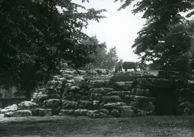 The Eland Antelope Paddock at London Zoo in June 1924 by Frederick William Bond