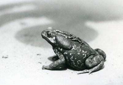 The largest and smallest toad in the menagerie in August 1928 by Frederick William Bond
