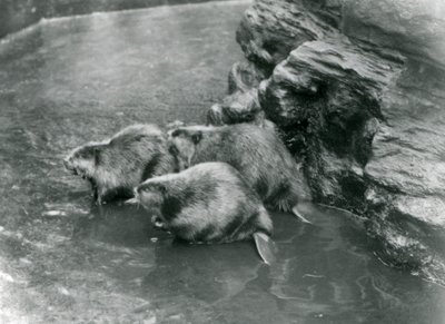 Three Beavers in Their Pool at London Zoo, 1920s by Frederick William Bond
