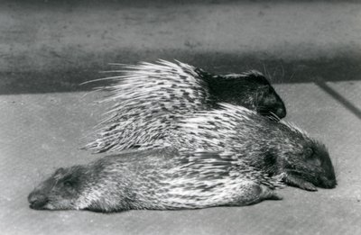 Three Cape South African Porcupines, London Zoo, 1925 by Frederick William Bond