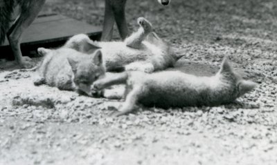Three Coyote pups rolling on the ground, at their mother