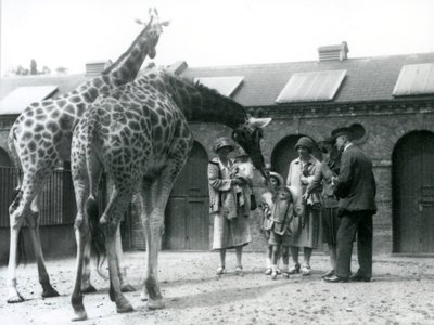 Three ladies with three small children visit the Giraffe in their paddock outside the Giraffe House, London Zoo, July 1926 by Frederick William Bond