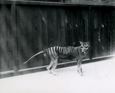 Thylacine Tasmanian Wolf at London Zoo, Before 1930 by Frederick William Bond