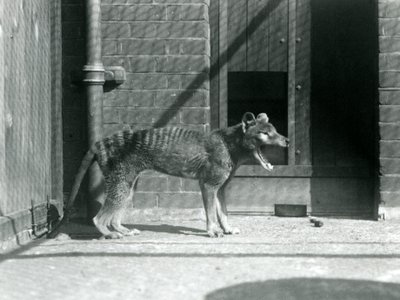 Thylacine/Tasmanian Wolf at London Zoo in August 1926 by Frederick William Bond