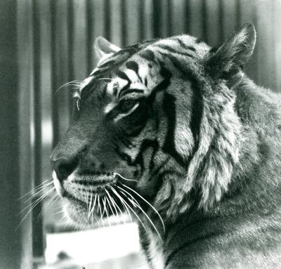 Tiger Sam at London Zoo in 1925 by Frederick William Bond