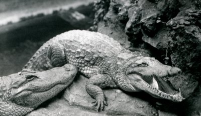 Two American Alligators at London Zoo by Frederick William Bond