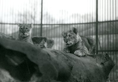 Two Lion cubs in their enclosure at London Zoo, April 1924 by Frederick William Bond