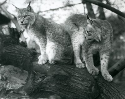 Two Northern Lynx, one sitting and one standing, on a branch, London Zoo, October 1925 by Frederick William Bond