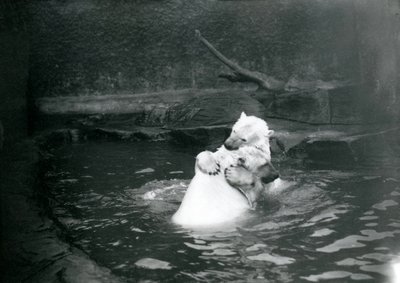 Two Polar Bears, Including a Juvenile, Hugging and Playing in a Pool at London Zoo, June 1922 by Frederick William Bond