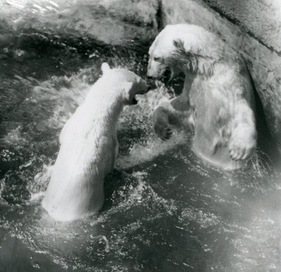 Two Polar Bears Romp in Their Pool, London Zoo in 1926 by Frederick William Bond
