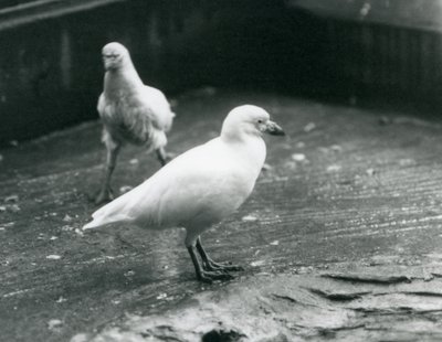Two Snowy Sheathbills standing and walking on the ground at London Zoo, August 1927 by Frederick William Bond