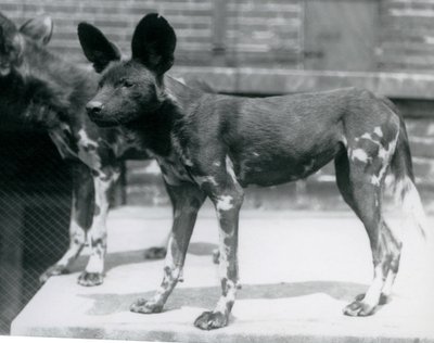 Two Somali Wild Dogs at London Zoo, July 1925 by Frederick William Bond