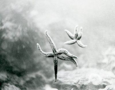 Two Starfish, on the Aquarium Glass, Showing Their Undersides at London Zoo in March 1925 by Frederick William Bond