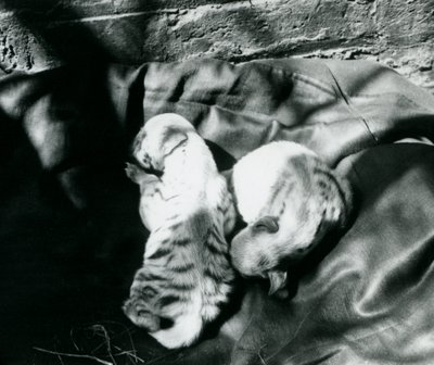 Two Striped Hyena Cubs at London Zoo by Frederick William Bond