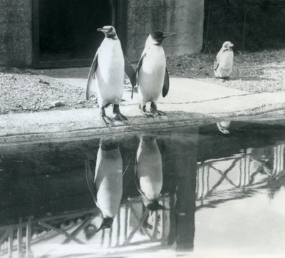 Two Adult King Penguins Standing by Their Pool with Their Reflections in the Water, London Zoo by Frederick William Bond