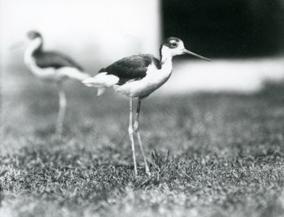 Black-necked Stilts at London Zoo, July 1925 by Frederick William Bond