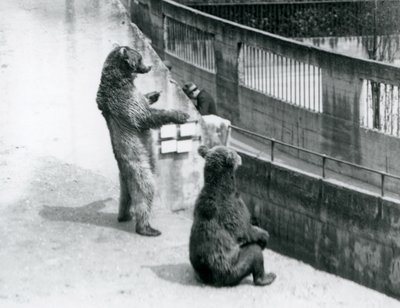 Brown Bears at London Zoo, July 1925 by Frederick William Bond