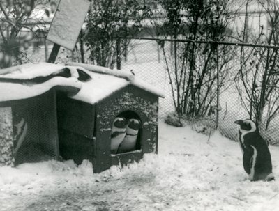 Two Endangered Black-Footed Penguins Look Out of Their Nesting Box, in the Snow, While Another Looks On, London Zoo, 1924 by Frederick William Bond